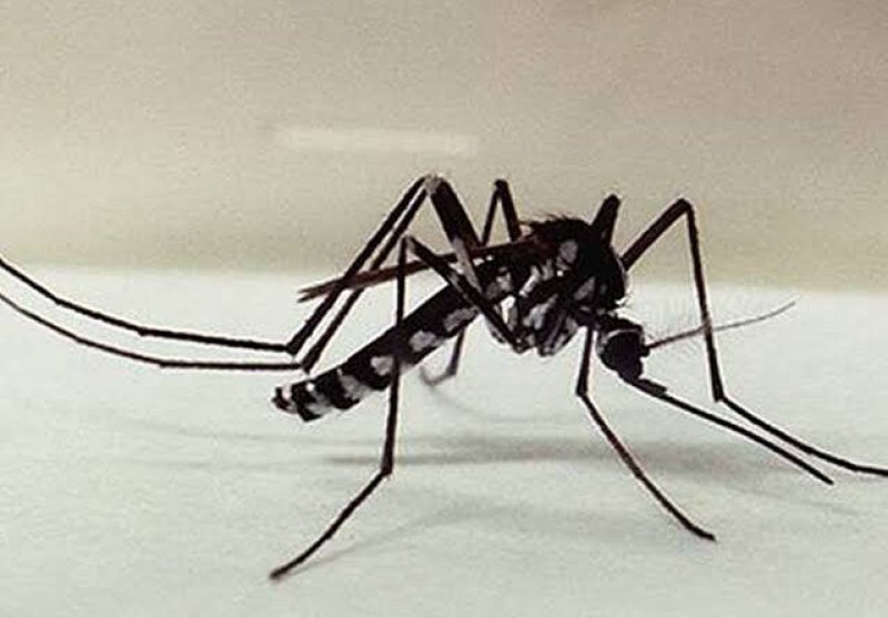 Tocantins intensifica ações contra febre amarela após caso confirmado em Monte do Carmo