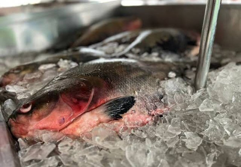 Levantamento da Sepea mostra como é o consumo de pescado por moradores no sul e sudeste do Tocantins