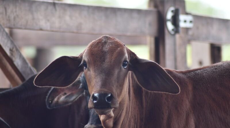 Tocantins alcança 90,58% de índice vacinal contra brucelose