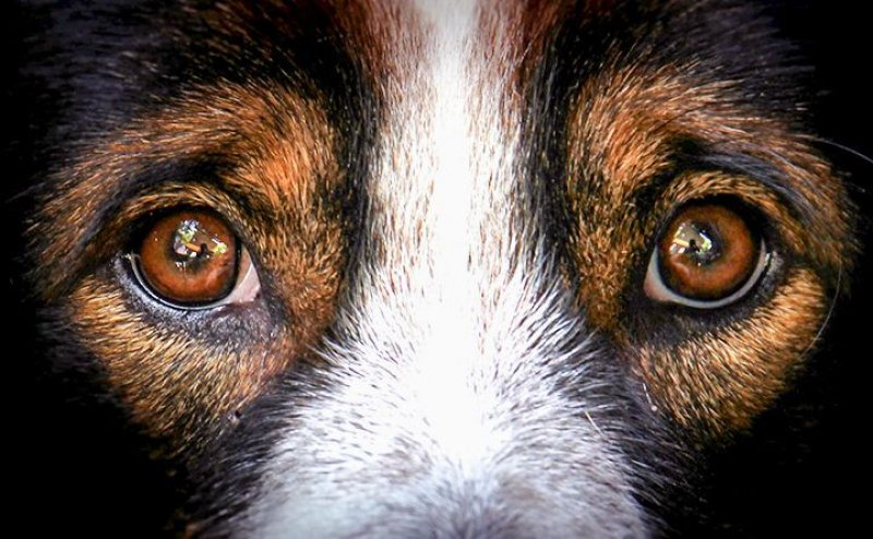 Homem é condenado a mais de 2 anos de prisão por matar cachorro da vizinha