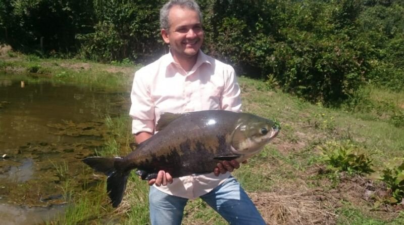 Tambaqui é o peixe mais produzido e consumido no Tocantins