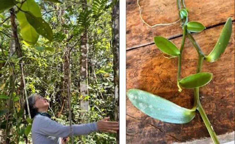 Naturatins financia pesquisa sobre baunilhas nativas