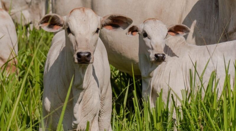Gerente de fazenda é indiciado pela Polícia por aplicar golpes contra fazendeiro