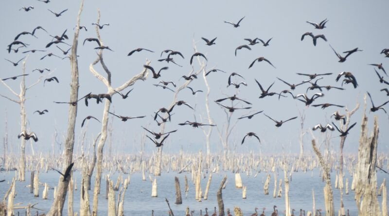 Governo do Tocantins realiza mapeamento de aves migratórias na Ilha do Bananal para prevenção à Influenza aviária