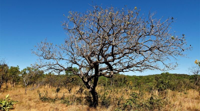 Governo do Tocantins celebra redução de 31,56% do desmatamento no bioma Cerrado do Estado, em junho de 2024