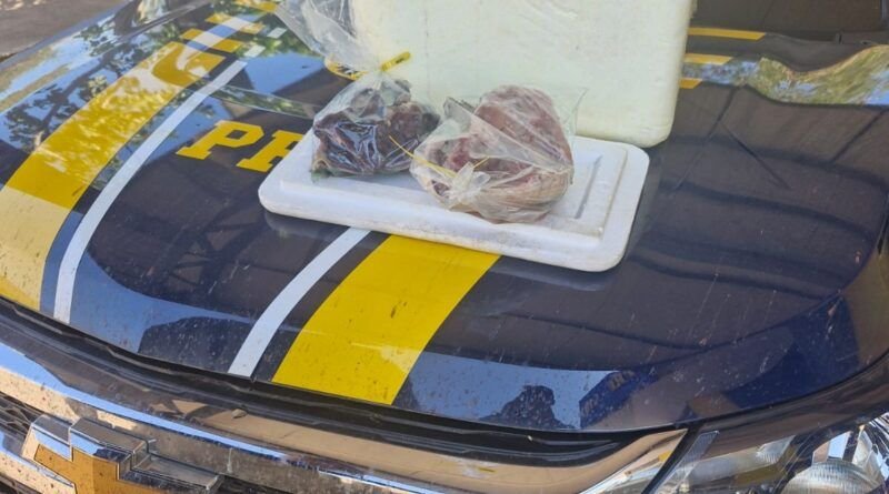 PRF apreende carnes de animais silvestres transportadas ilegalmente em Gurupi
