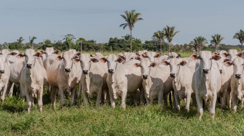 Adapec registra índice de 95,3% na campanha de declaração de propriedades rurais com bovídeos