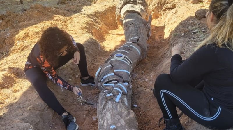 Com apoio do Naturatins, tem início o mapeamento no Monumento Natural das Árvores Fossilizadas