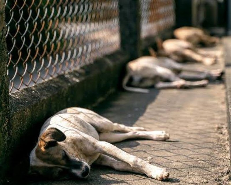 Assembleia aprova projeto de Jorge Frederico que cria multa para abandono de animais no Tocantins