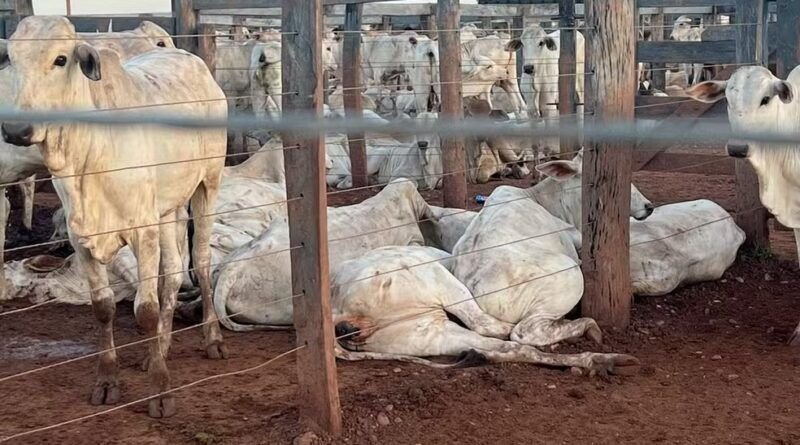 Mais de 80 bois morrem após queda de fio de alta tensão em curral