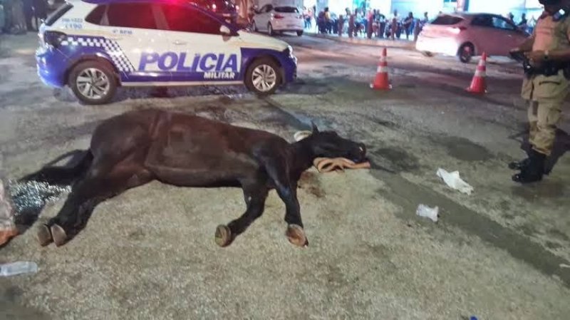 Ministério Público apura responsabilidade por morte de animal na Cavalgada de Gurupi