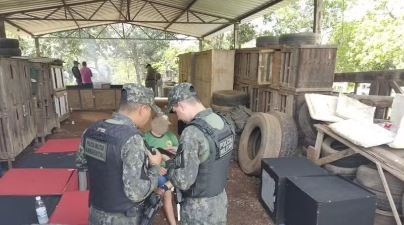 Polícia Ambiental prende 6 homens que organizavam rinhas de galo