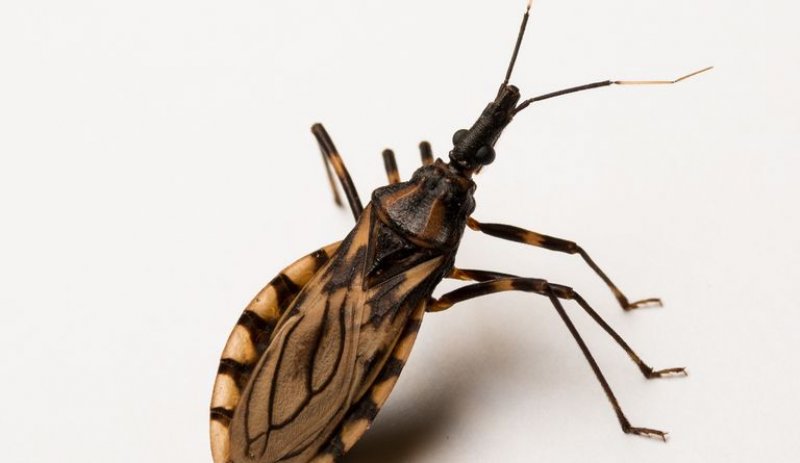 HDT chama atenção sobre cuidados contra a doença de Chagas