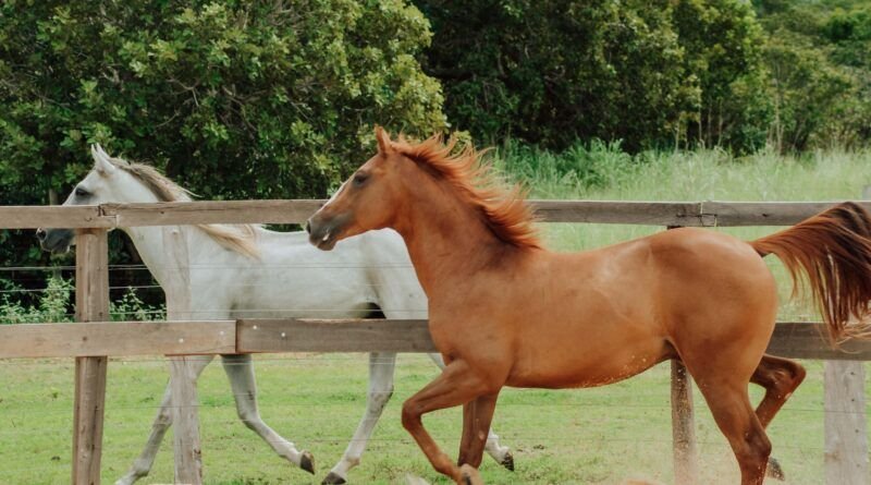 Adapec passa a exigir o cadastro obrigatório para cavalgada e tropeada no Tocantins