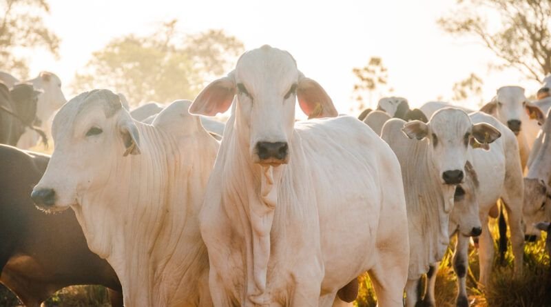 Tocantins recebe reconhecimento nacional de livre de febre aftosa sem vacinação