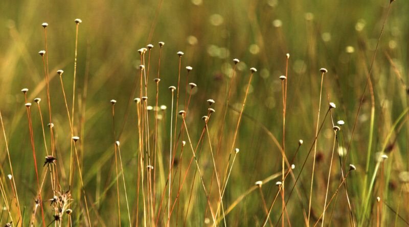 Prazo para emissão de licença de manejo do Capim-Dourado e Buriti vai até 31 de julho