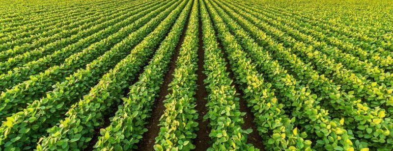 Produção agrícola no Tocantins deve cair 6,4% em 2024, diz IBGE