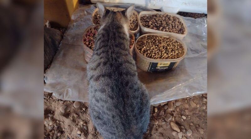 Servidor ganha na Justiça o direito de alimentar animais em situação de rua em terreno da Prefeitura de GuaraÃ