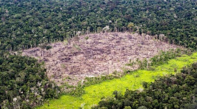 Tocantins está entre estados que receberão R$ 450 milhões do Fundo Amazônia para projetos de reflorestamento
