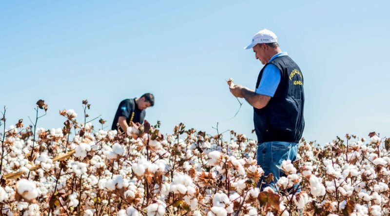 Plantio de algodão no Tocantins está autorizado a partir de terça-feira, 21