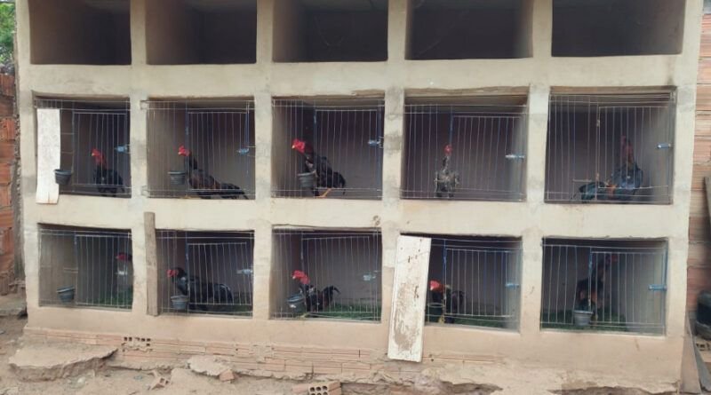 Polícia Civil apreende mais de dez galos de briga e prende homem por maus tratos a animais