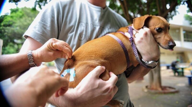 CCZ deve imunizar 29 mil animais contra raiva em Araguaína