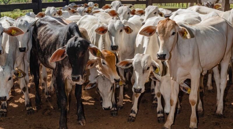 Primeira etapa de vacinação contra a brucelose encerra nesta quinta-feira