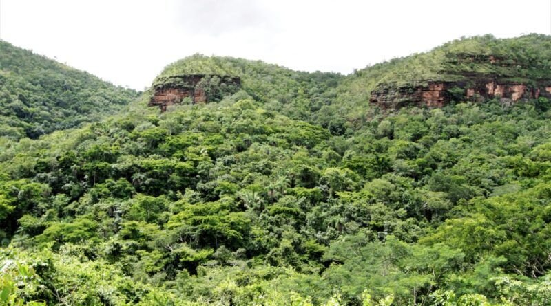 Governo do Tocantins cria Grupo de Trabalho para planejar transação de créditos de carbono