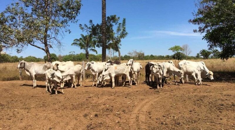Vaqueiro é suspeito de furtar e vender 400 cabeças de gado no sul do Tocantins