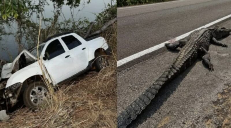 Jacaré-açu gigante morre atropelado em rodovia no Tocantins; casal que estava no carro sofreu ferimentos leves