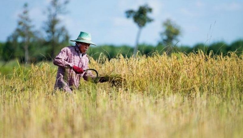 Apesar de queda geral, Tocantins se destaca na produção de arroz e soja, aponta IBGE