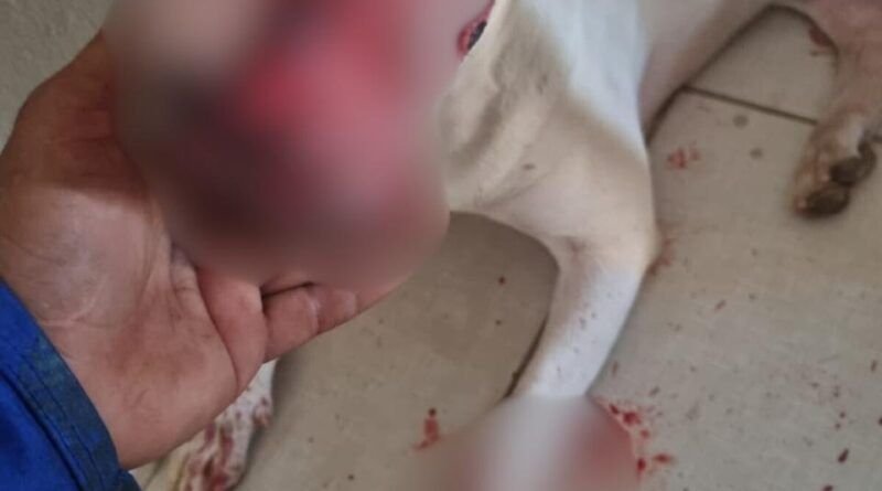 Homem é preso suspeito de esfaquear cachorro em Palmas