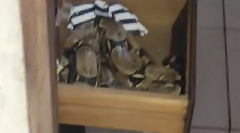 Família de Araguaína leva susto ao encontrar jiboia de quase 2 metros em gaveta de guarda-roupa