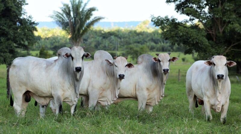 Tarifaço de Trump pode atingir em cheio Araguaína, que vendeu 51 milhões de dólares em carne aos EUA