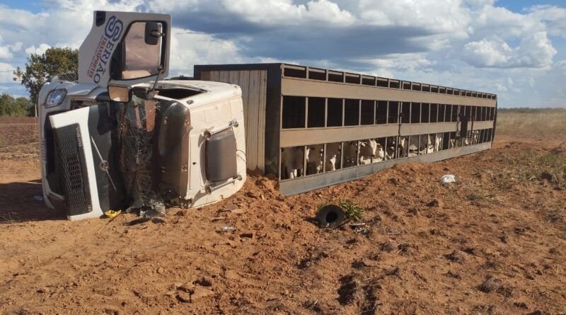 Carreta boiadeira tomba na TO-373; motorista e animais ficam feridos