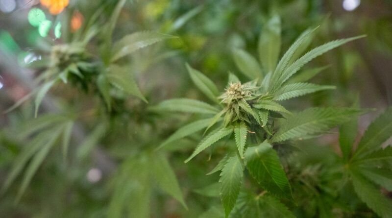 Justiça nega pedido de farmácia para vender produtos à base de maconha no Tocantins