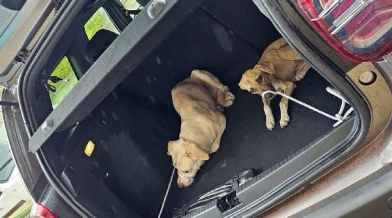 Casal é indiciado no Tocantins por maus-tratos após deixar cães abandonados; um morreu e foi devorado pelos outros