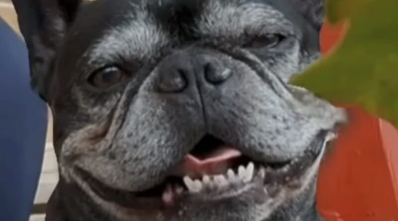 Apelo emocionante: mulher pede a devolução de seu cachorro econtrado em Nova Olinda