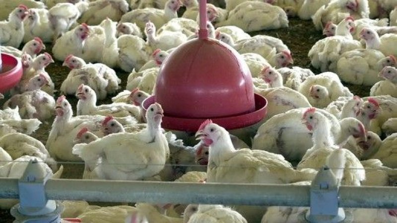 Ministério da Agricultura confirma caso de gripe aviária no Brasil